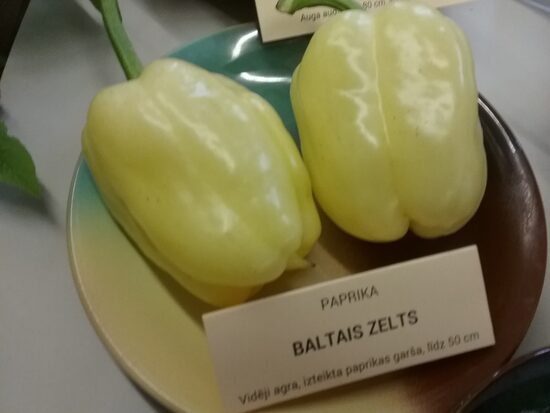 Белое золото